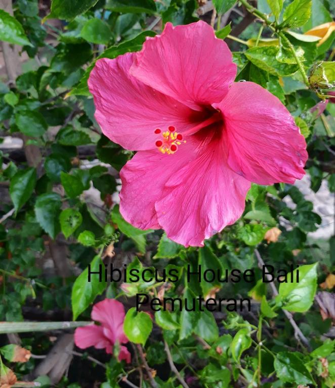 Hotel Hibiscus House Pemuteran Esterno foto