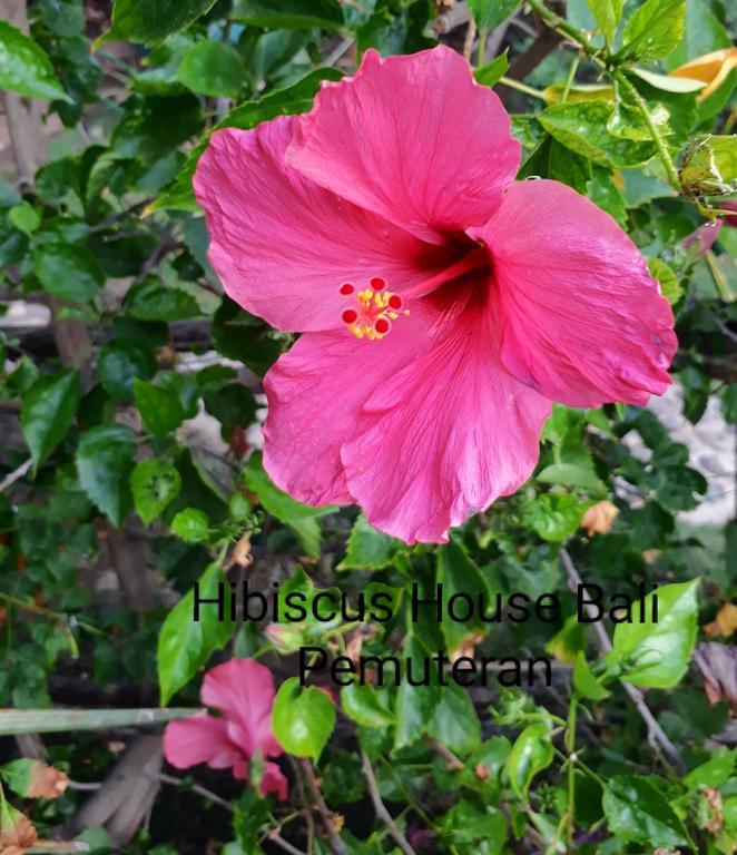 Hibiscus House Pemuteran Bali Hotel Esterno foto